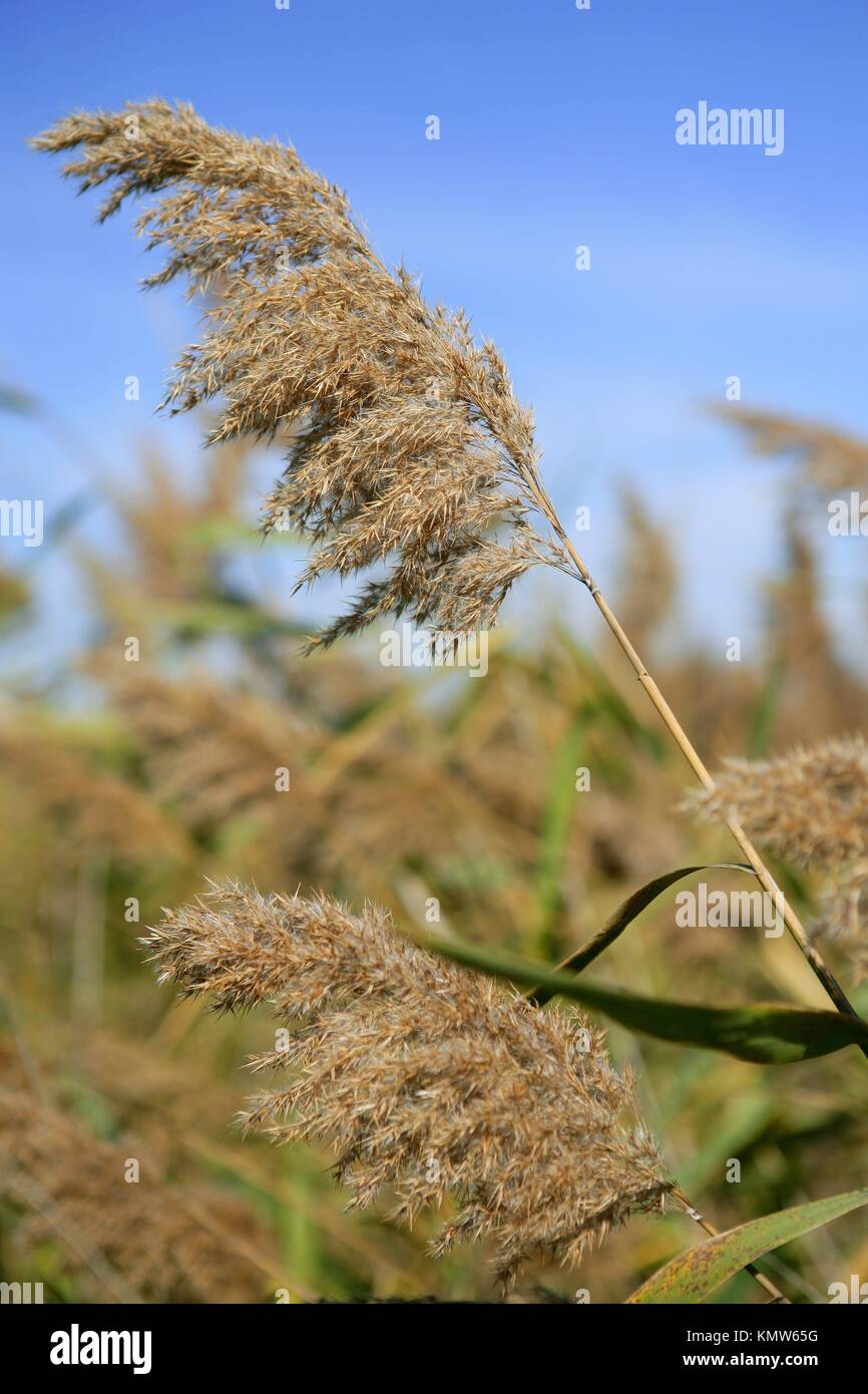 Cane grasses spikes from river under blue sky Stock Photo Alamy