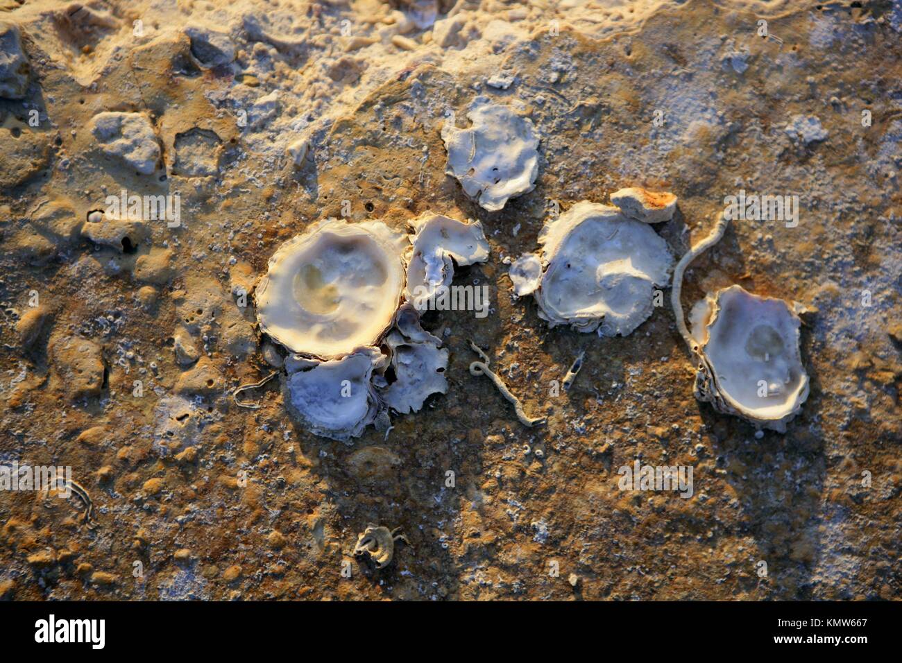 limpet mollusk oyster port coast old rock Stock Photo