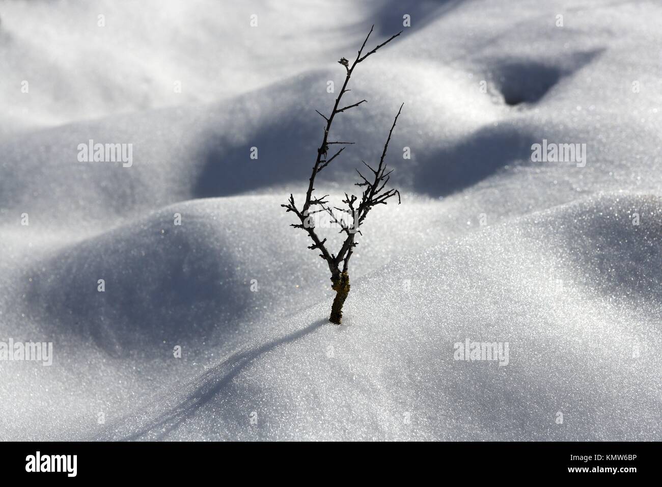 dried branch lonely tree metaphor snow winter dunes desert Stock Photo