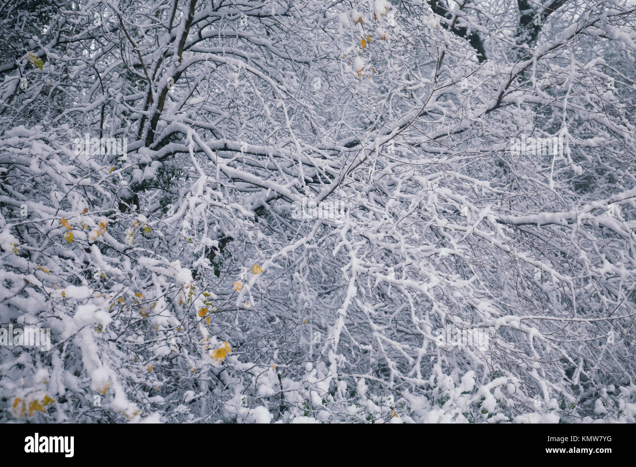 Beautiful wintry background with tree branches in snow Stock Photo - Alamy