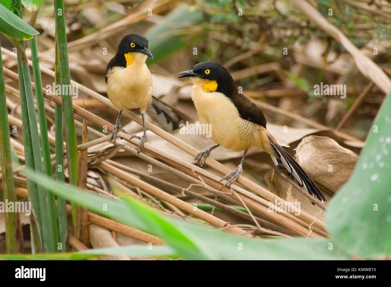 Black-capped Donacobius, Pantanal, Mato Grosso, Brazil / Donacobius atricapilla, Donacobius atricapillus - Troglodytidae family – Passeriformes order Stock Photo