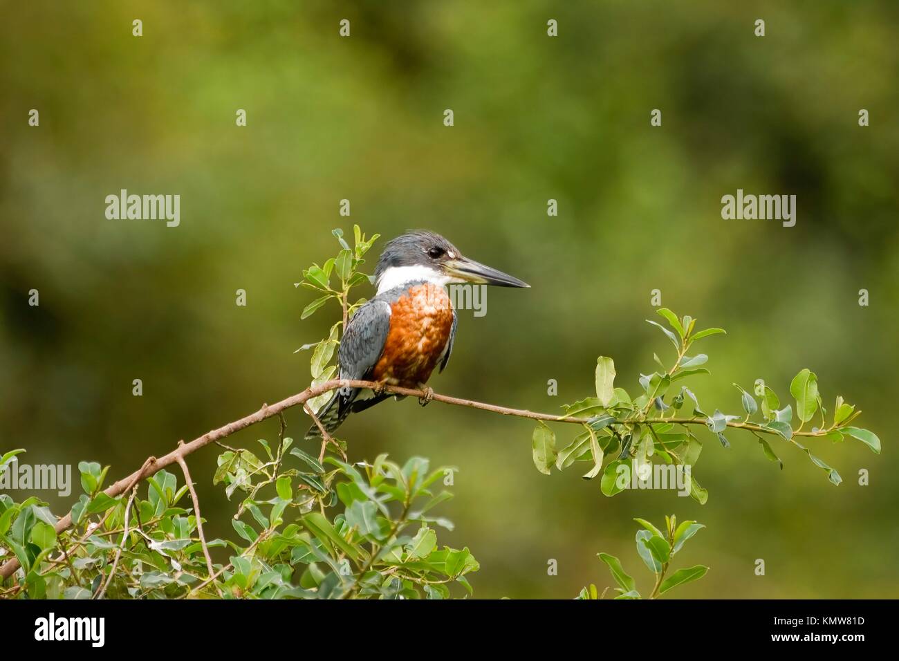 Ringed Kingfisher , Pantanal, Mato Grosso, Brazil / Ceryle torquata - Alcedinidae family – Coraciiformes order Stock Photo