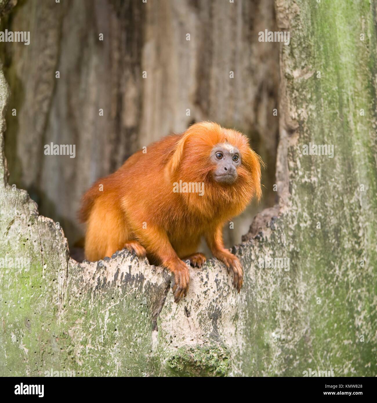 Golden Lion Tamarin Leontopithecus rosalia, Endangered IUCN 2009, Endemic to Brazil Stock Photo