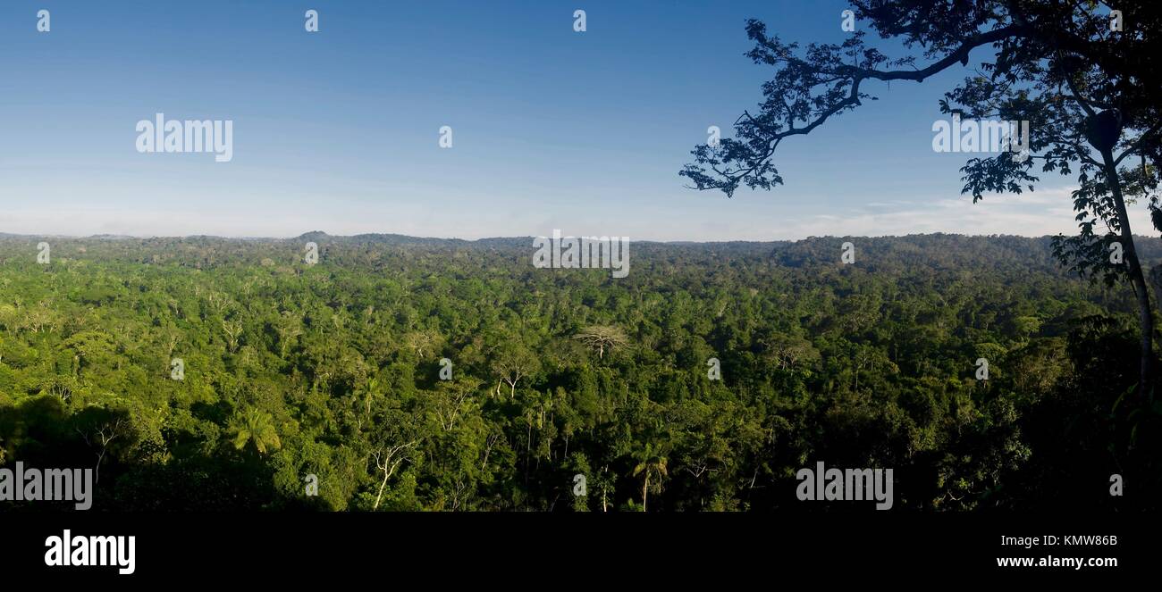 Amazon forest, Cristalino State Park, Alta Floresta, Mato Grosso, Brazil Stock Photo