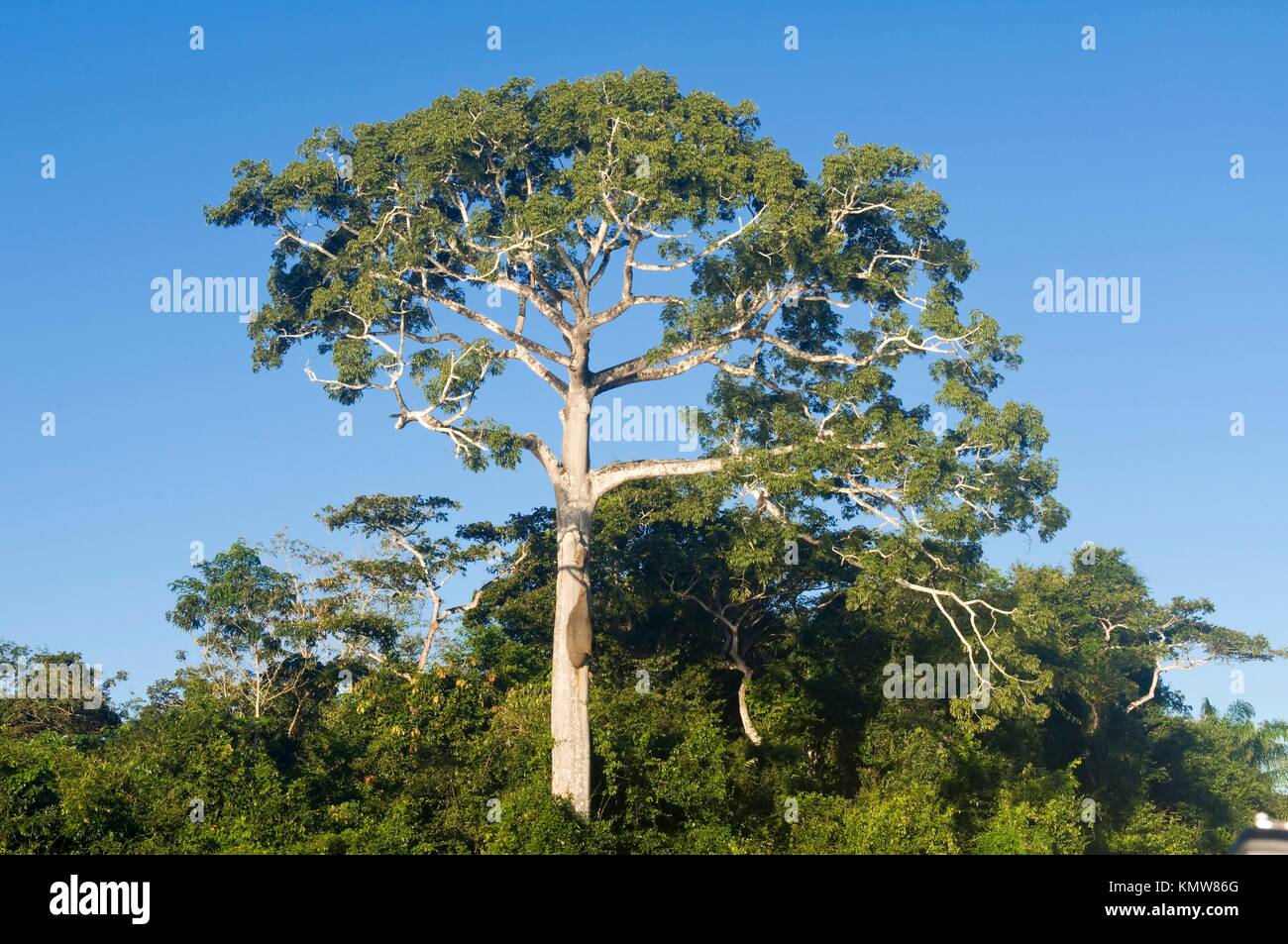 Samauma tree The Queen of the Forest, Holy tree of the Indians, Cristalino State Park, Alta Floresta, Mato Grosso, Brazil Stock Photo
