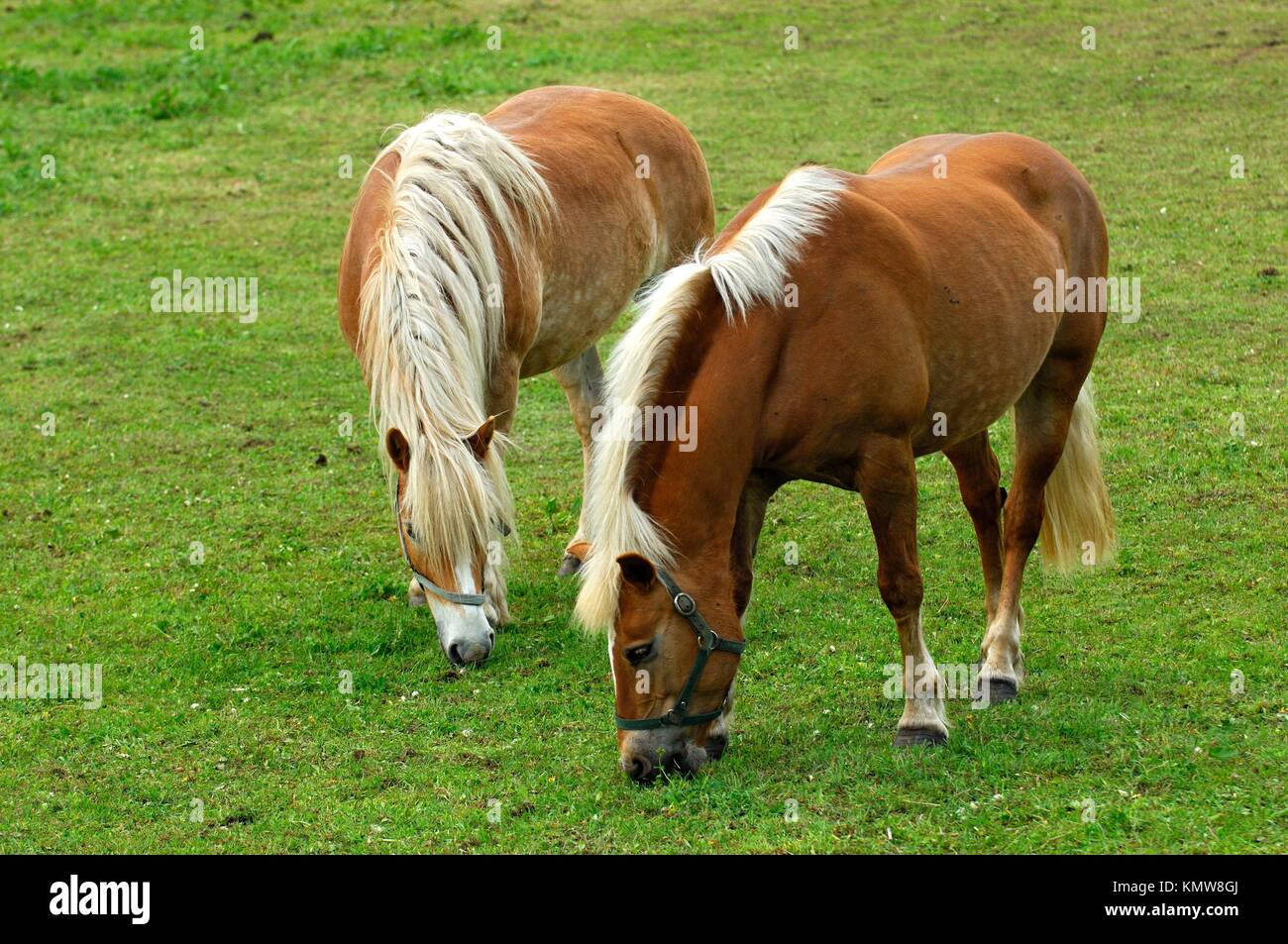 Haflinger Horses Equus caballus, mares on a meadow Stock Photo