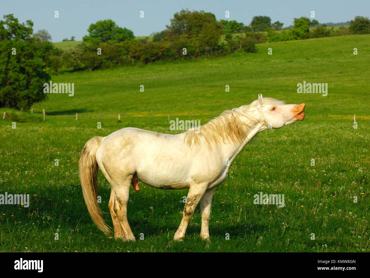 Hanoverian stallion, gray horse, in flehmen position Stock Photo