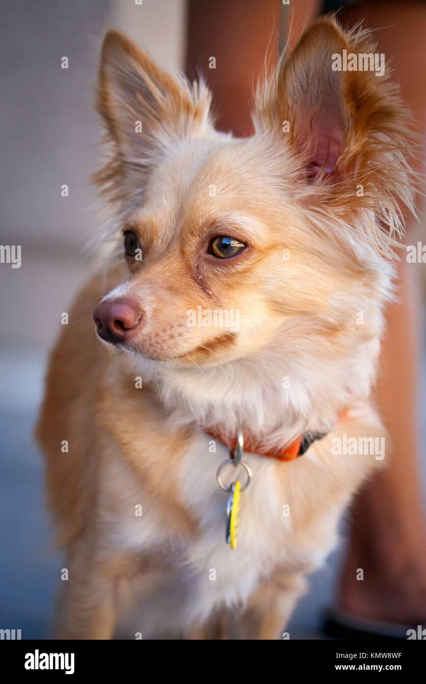 Nose of chihuahua hi-res stock photography and images - Alamy