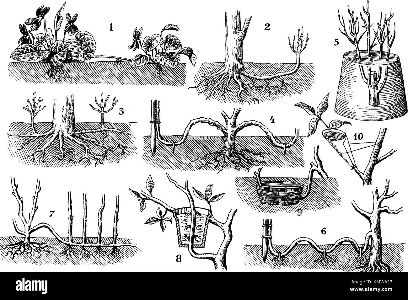 Plant Reproduction Drawing High Resolution Stock Photography And Images Alamy Plant Reproduction Drawing High Resolution Stock Photography And Images Alamy