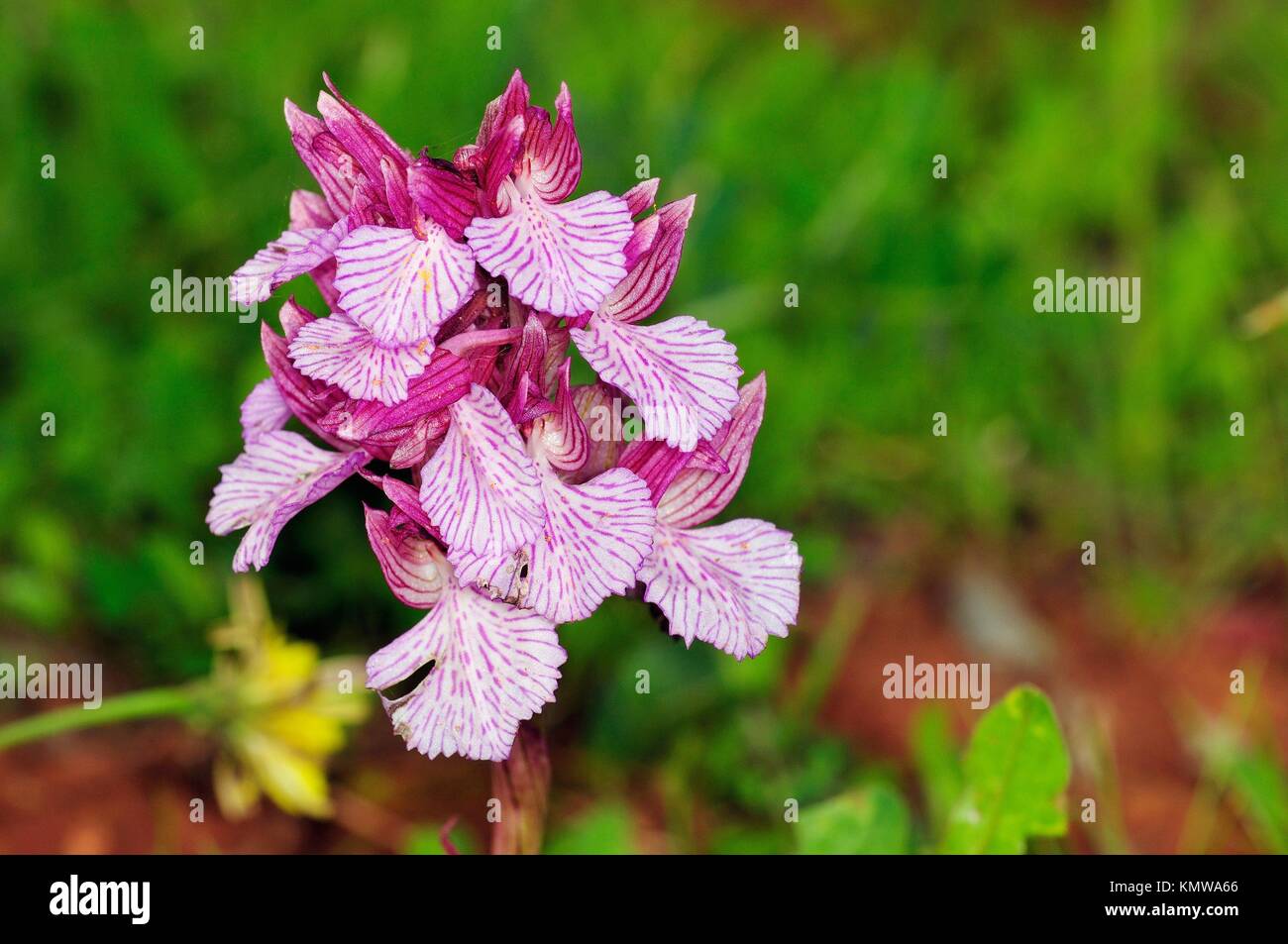 Butterfly orchid Orchis papilionacea Stock Photo Alamy