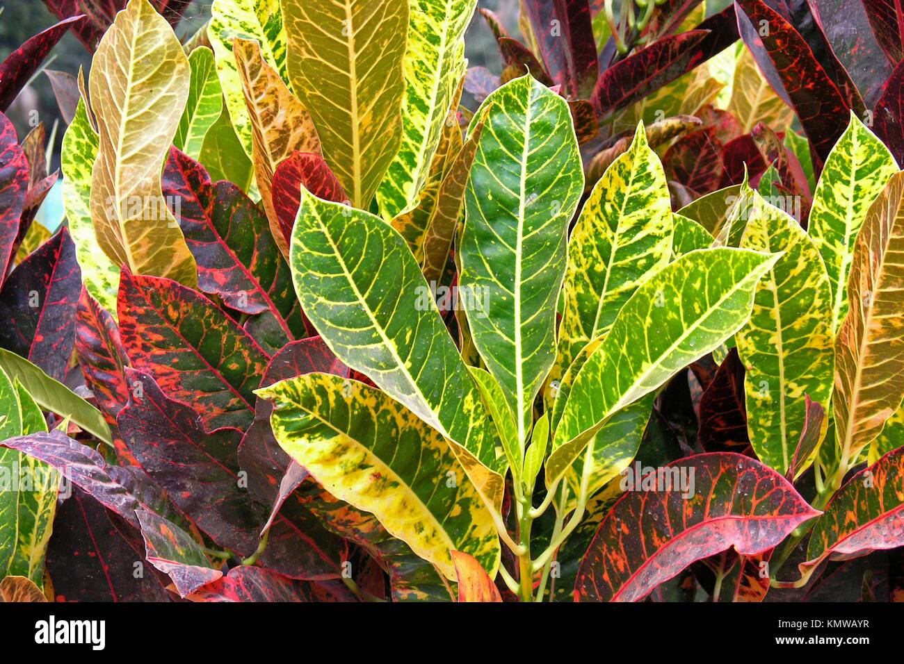 Croton Croton sp Stock Photo Alamy