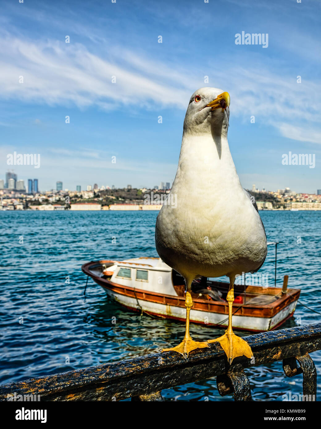 Friendly seagull posing for a good close-up Stock Photo