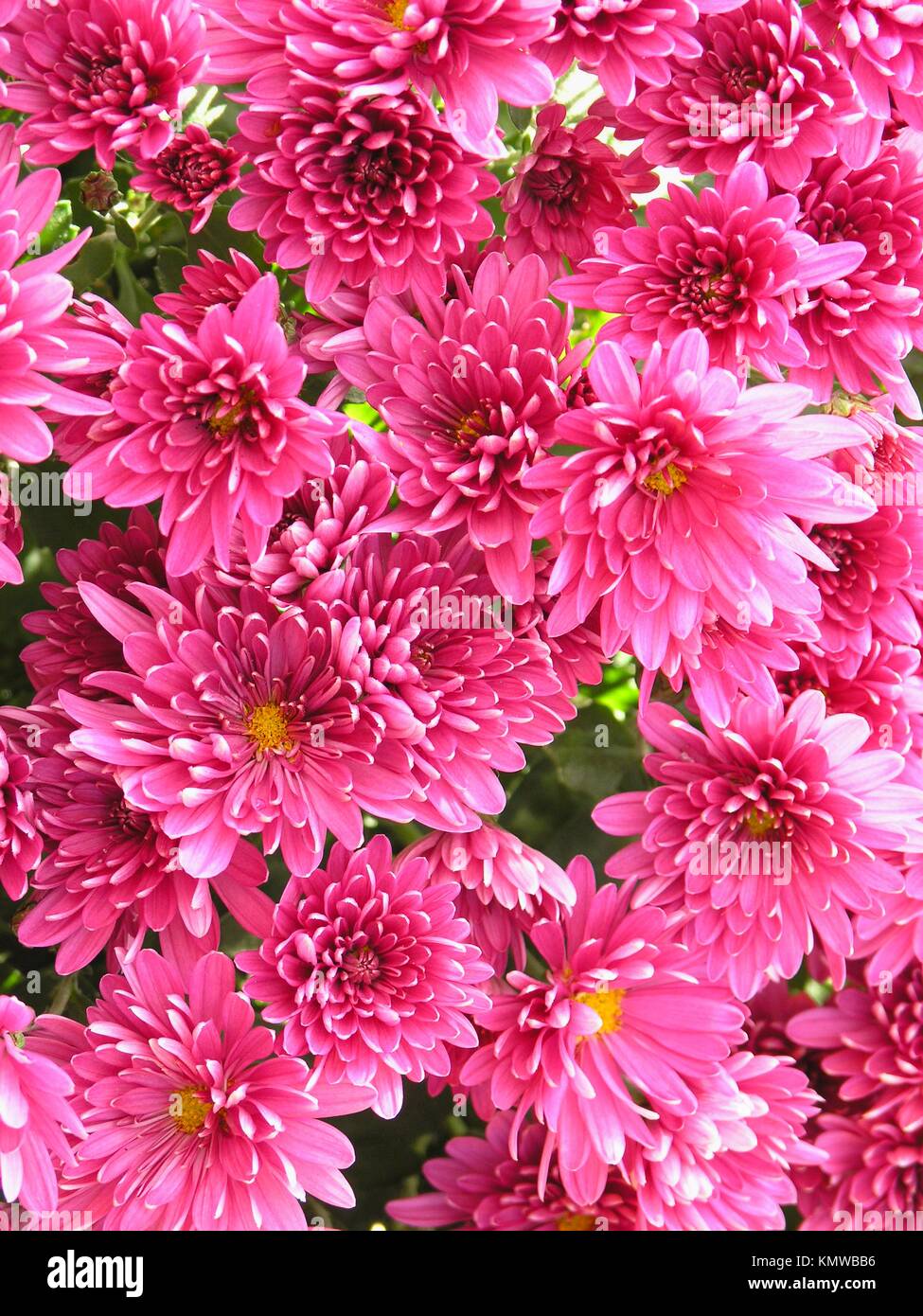 Chrysanthemum Hybrid High Resolution Stock Photography and Images - Alamy