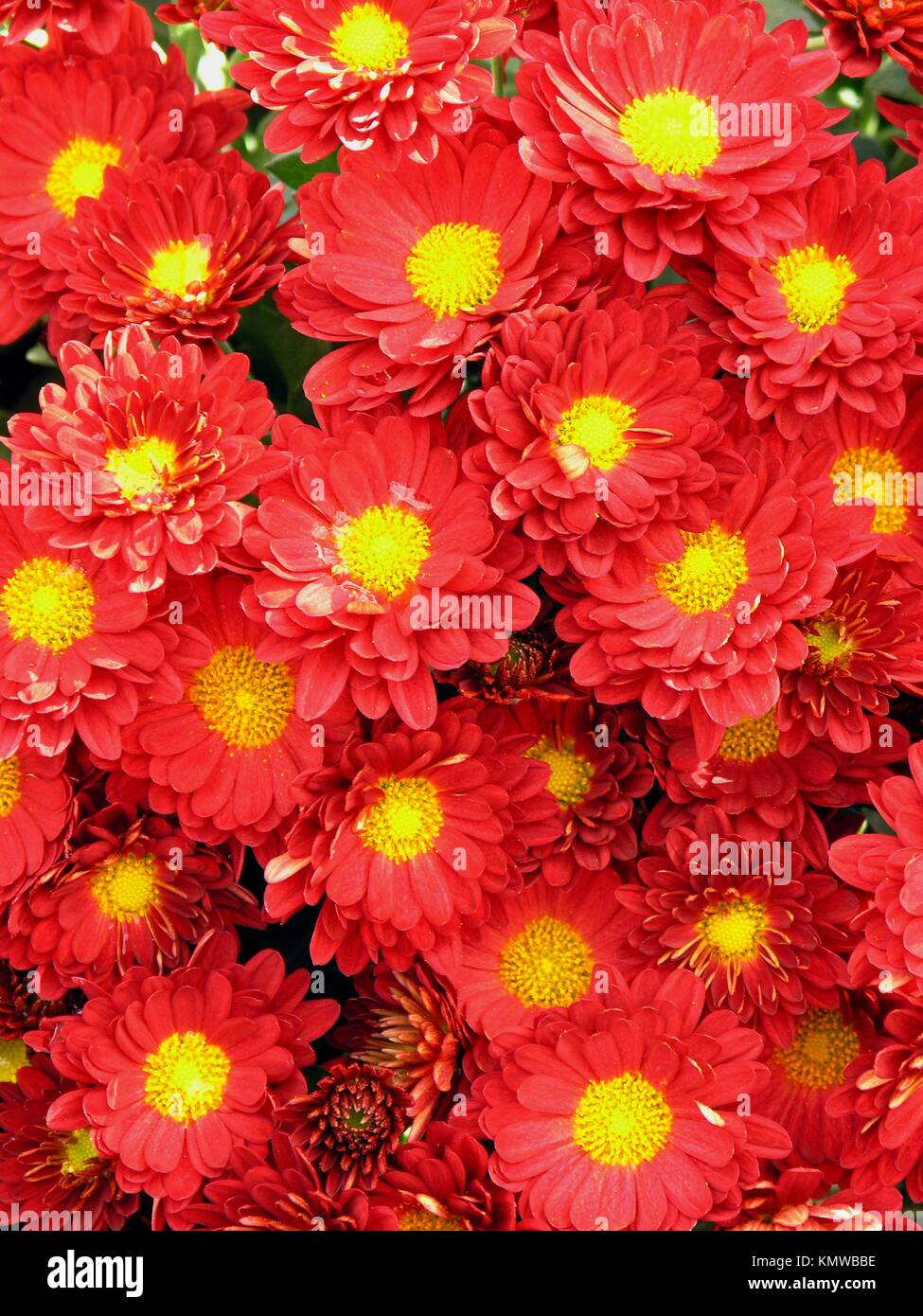 Daisies Chrysanthemum hybr Stock Photo Alamy
