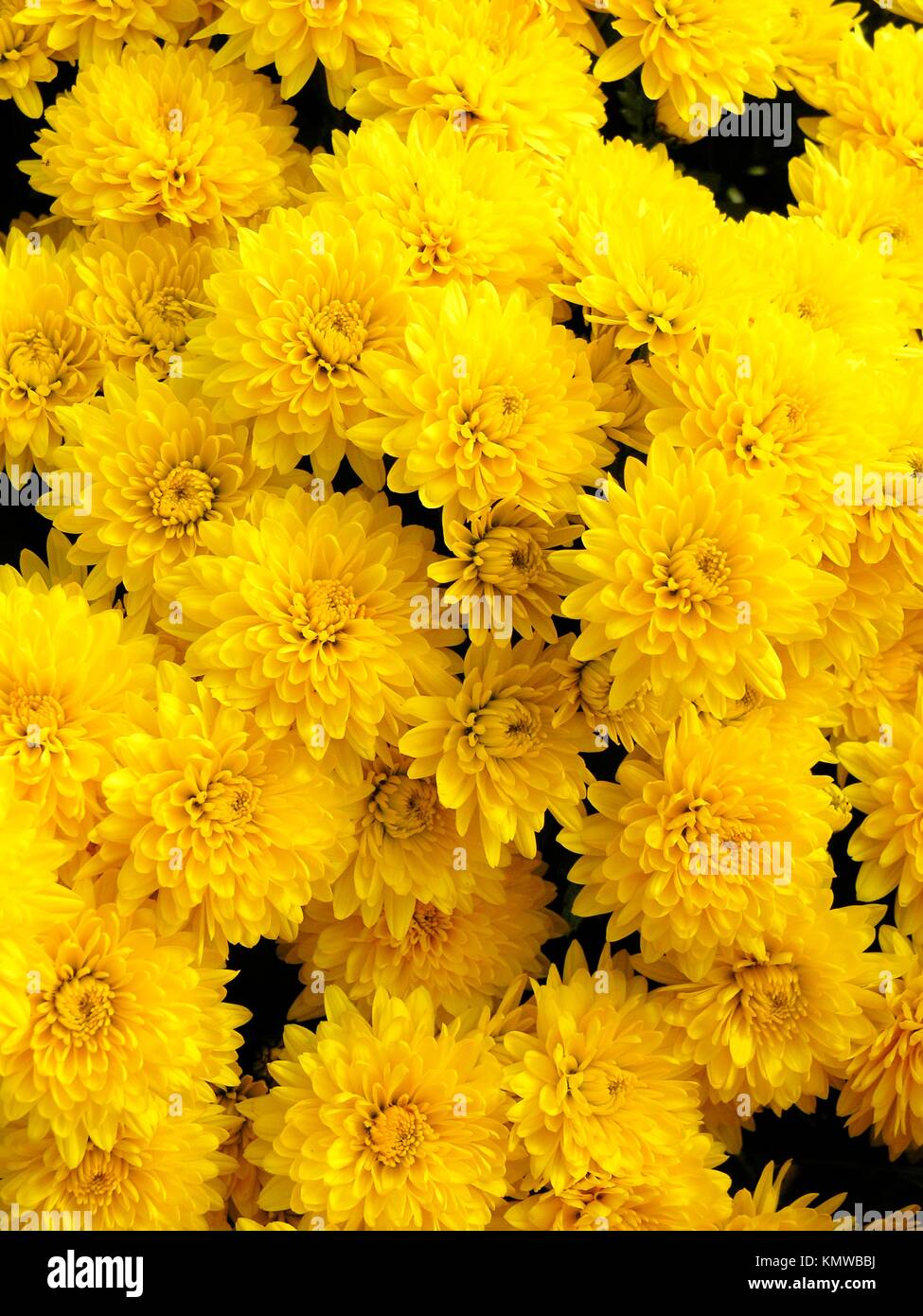 Chrysanthemum Hybrid High Resolution Stock Photography and Images - Alamy