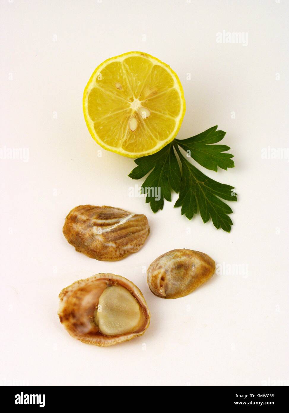 Limpets Stock Photo