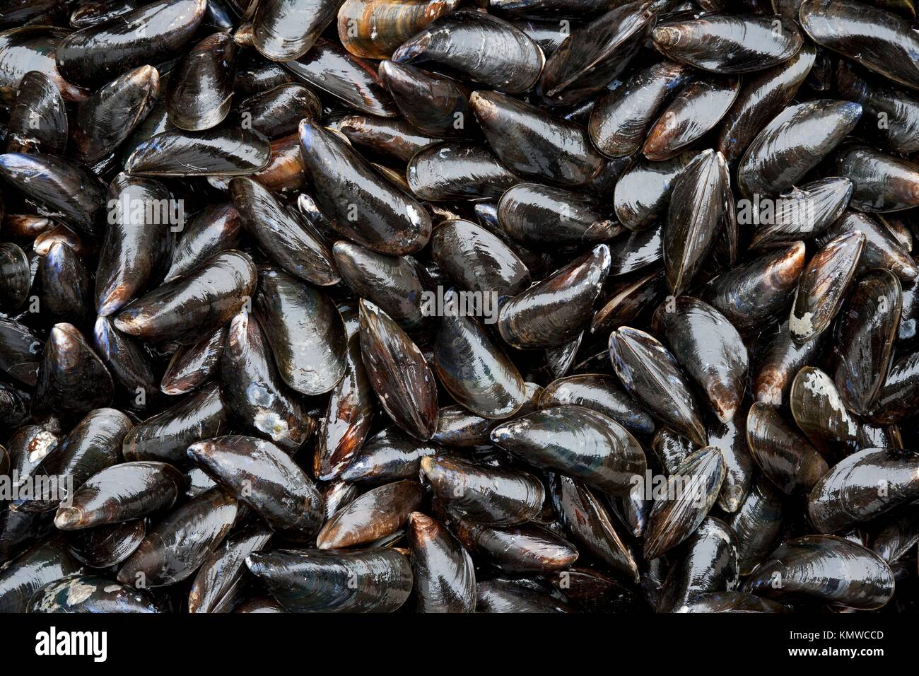 Fresh closed mussels full frame Stock Photo Alamy