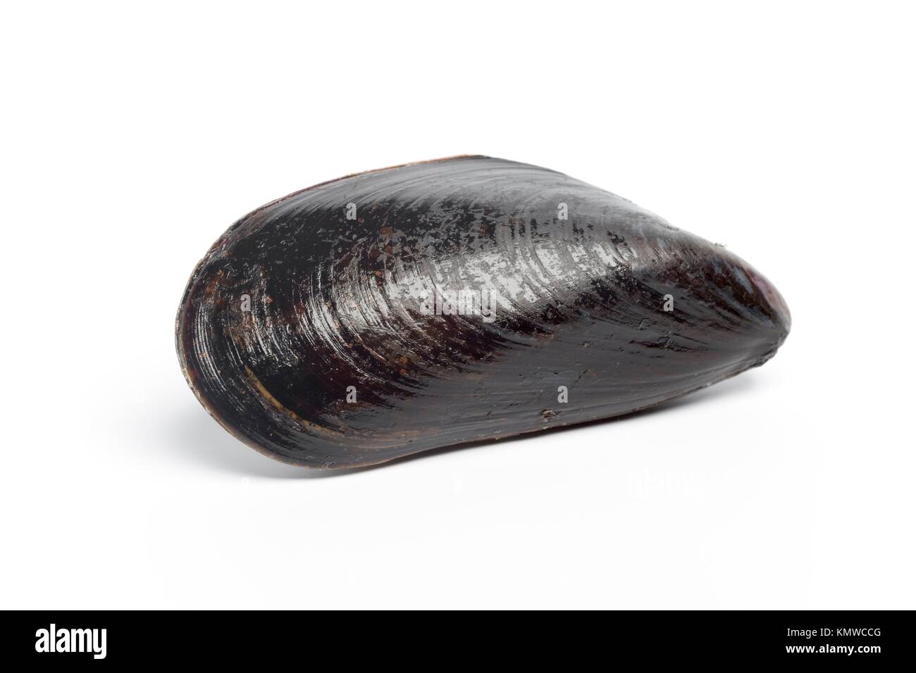 One whole mussel on white background Stock Photo - Alamy