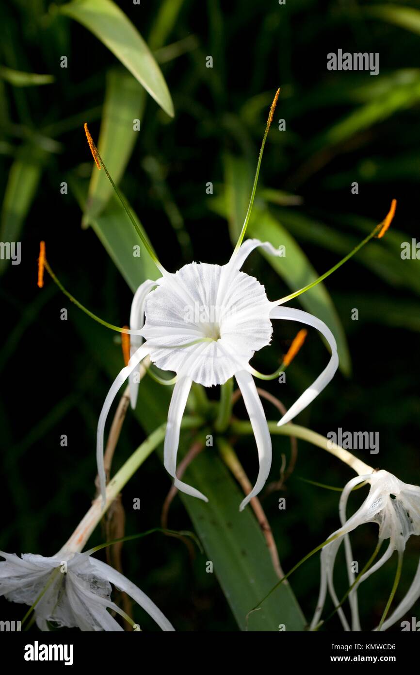 Lily hymenocallis white tropical hi-res stock photography and images