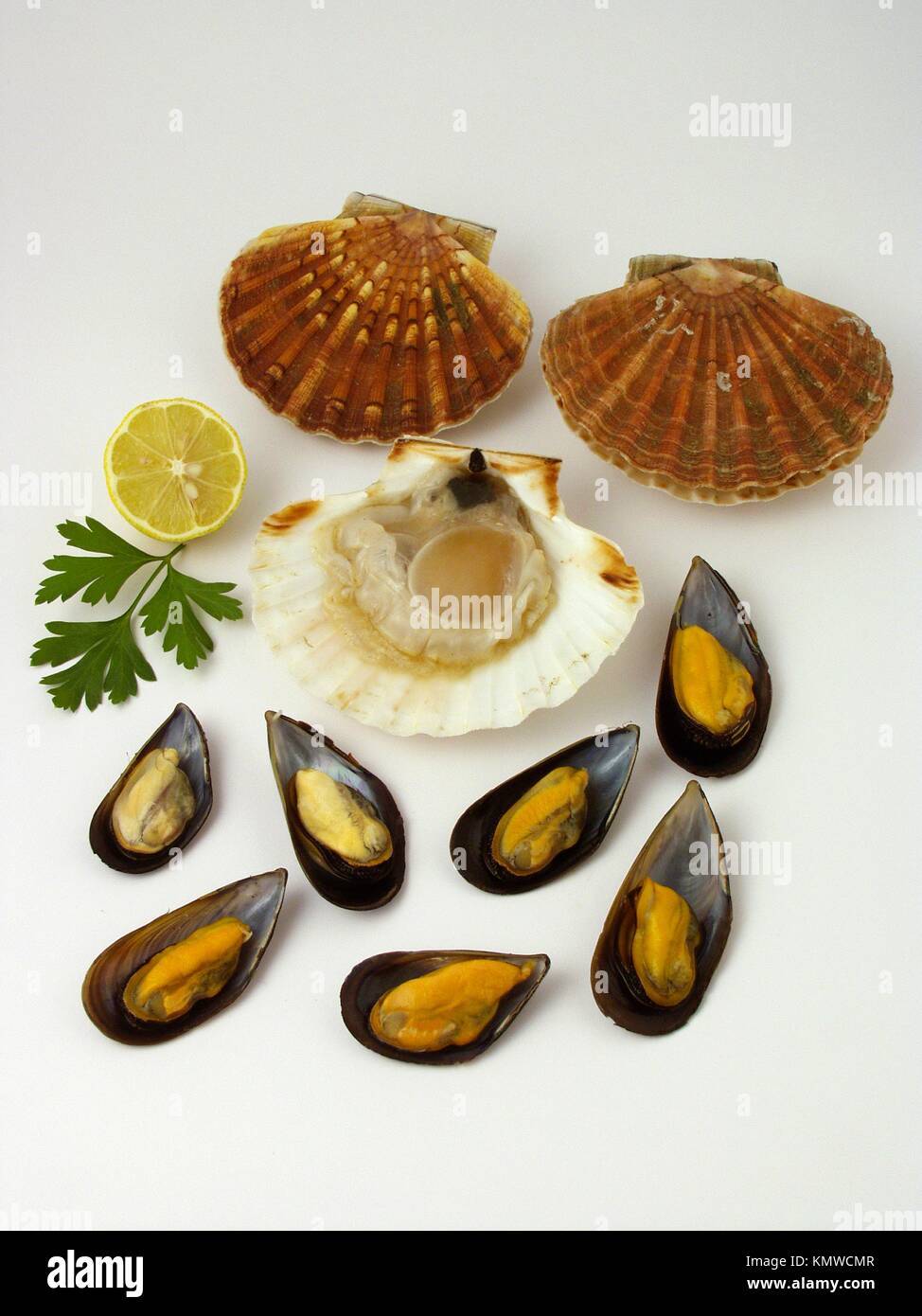 Mussels and scallops Stock Photo Alamy