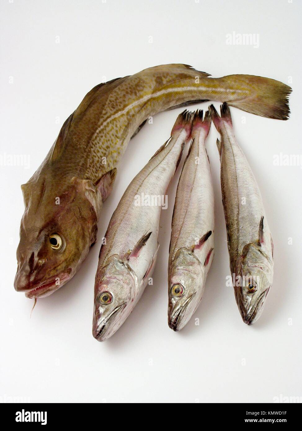 Cod and hake Stock Photo Alamy