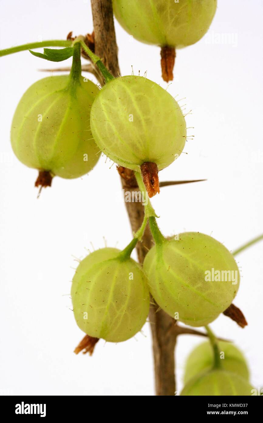 Gooseberries Stock Photo Alamy