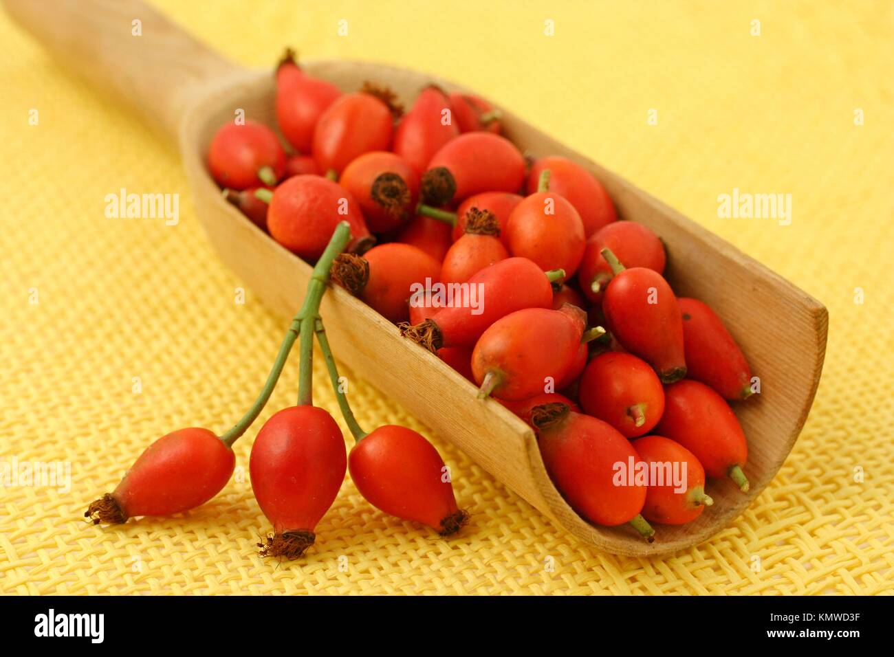 Rose hips Rosa canina Stock Photo Alamy