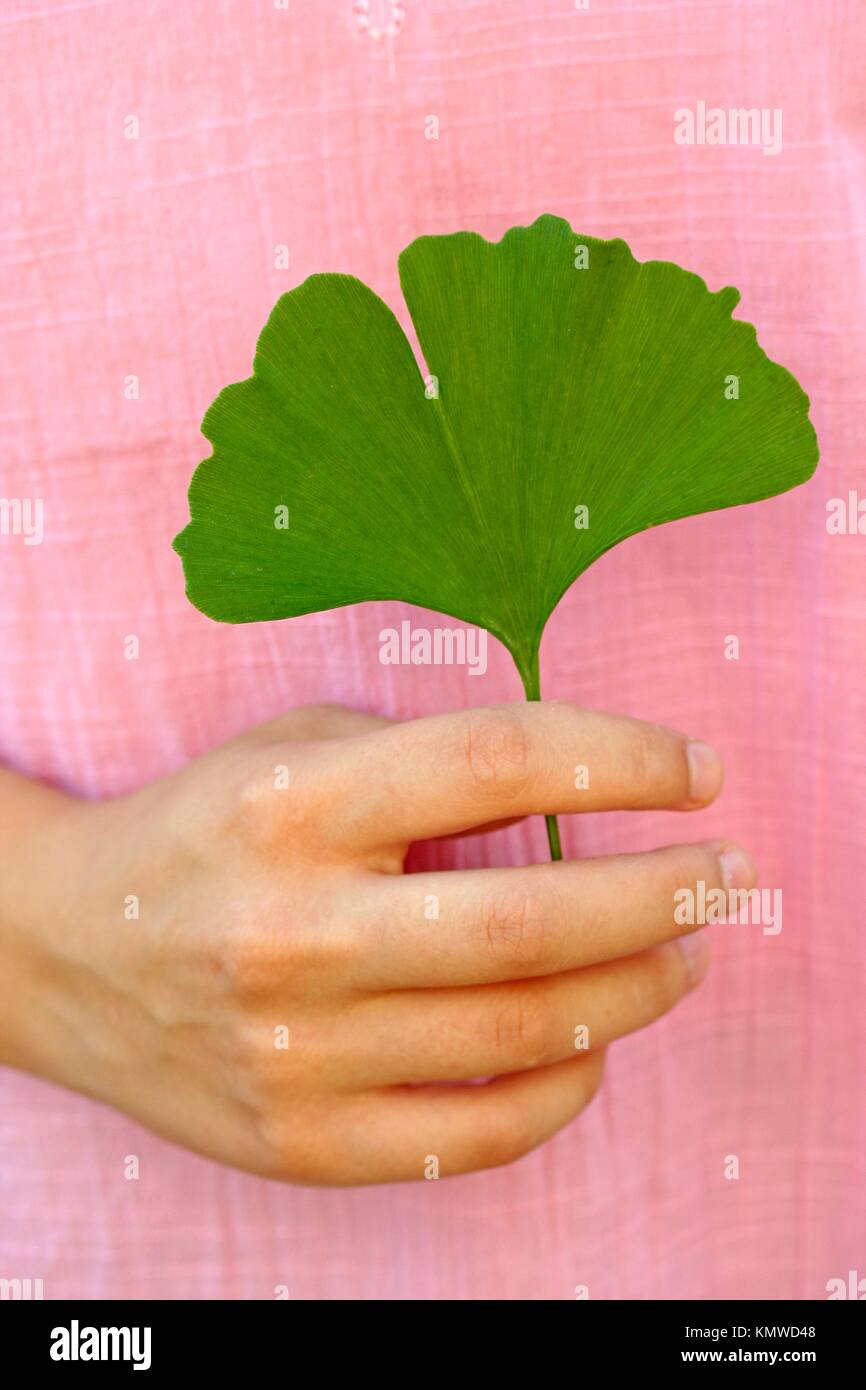 Ginkgo biloba leaf Stock Photo Alamy