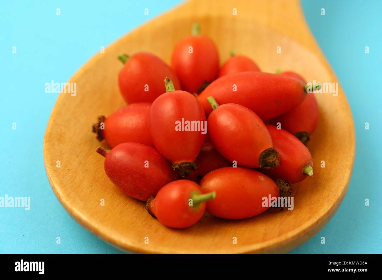 Rose hips Rosa canina Stock Photo Alamy