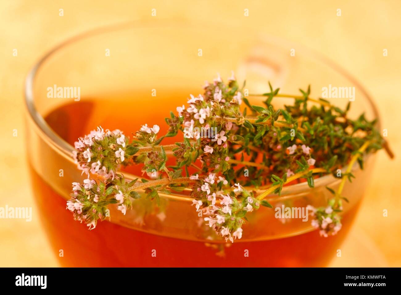 Thyme infusion Thymus vulgaris Stock Photo Alamy