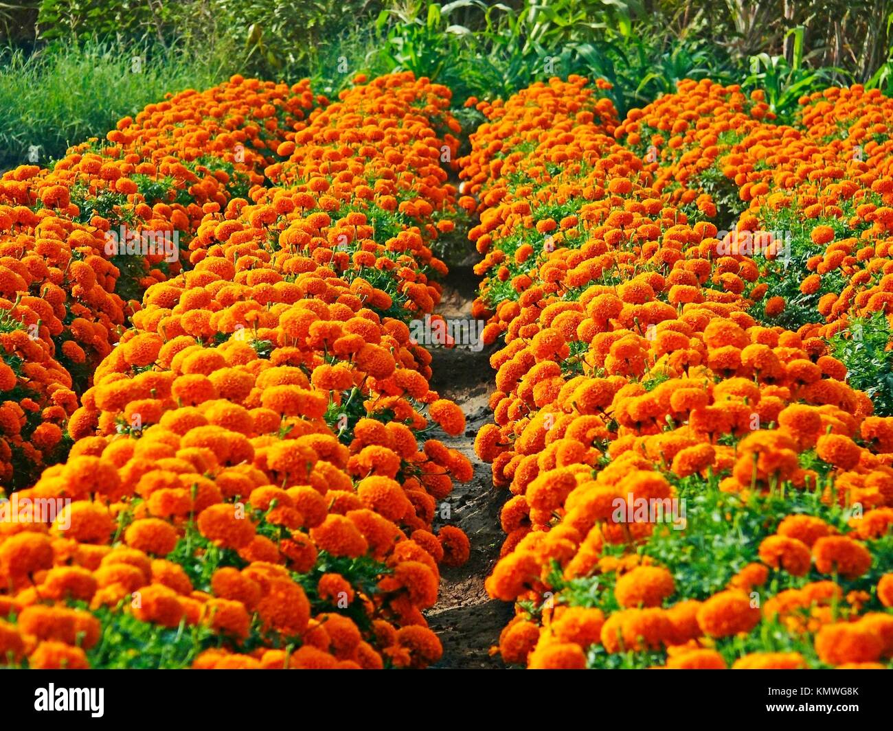 Tagetes Erecta High Resolution Stock Photography and Images - Alamy