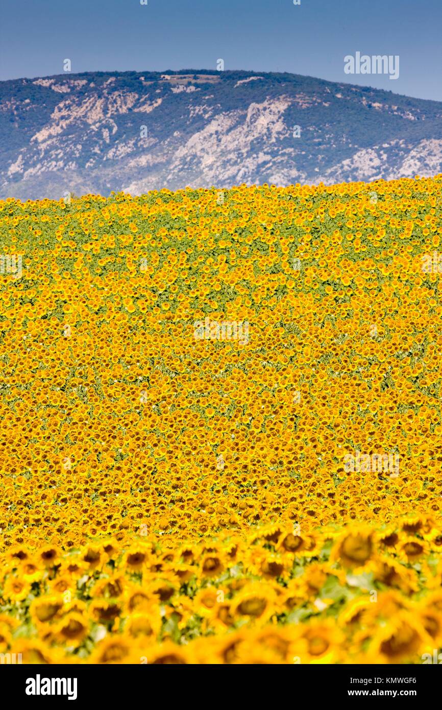 sunflower field, Provence, France Stock Photo Alamy