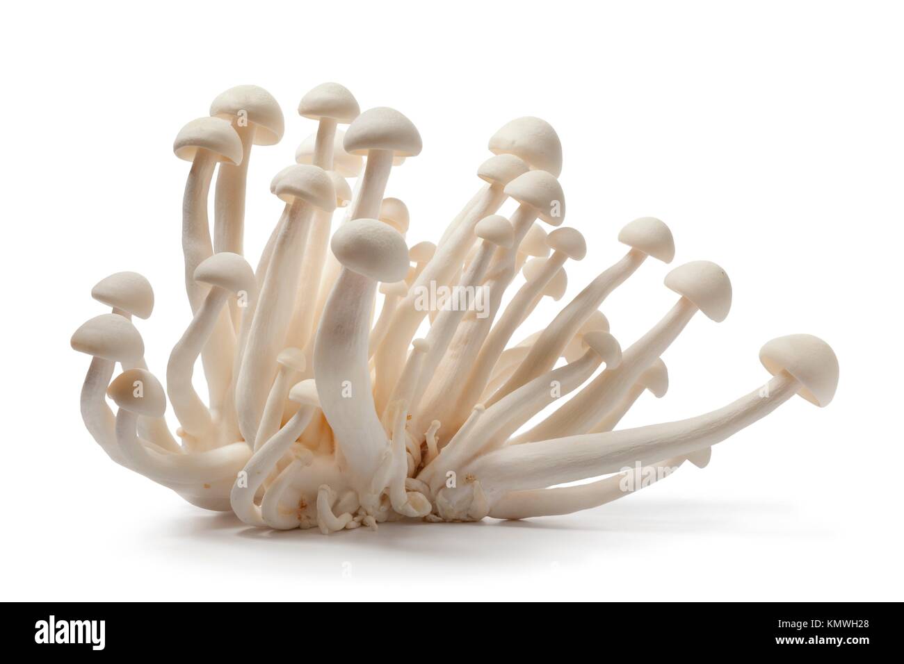 Fresh edible white Shimeji mushrooms on white background Stock Photo