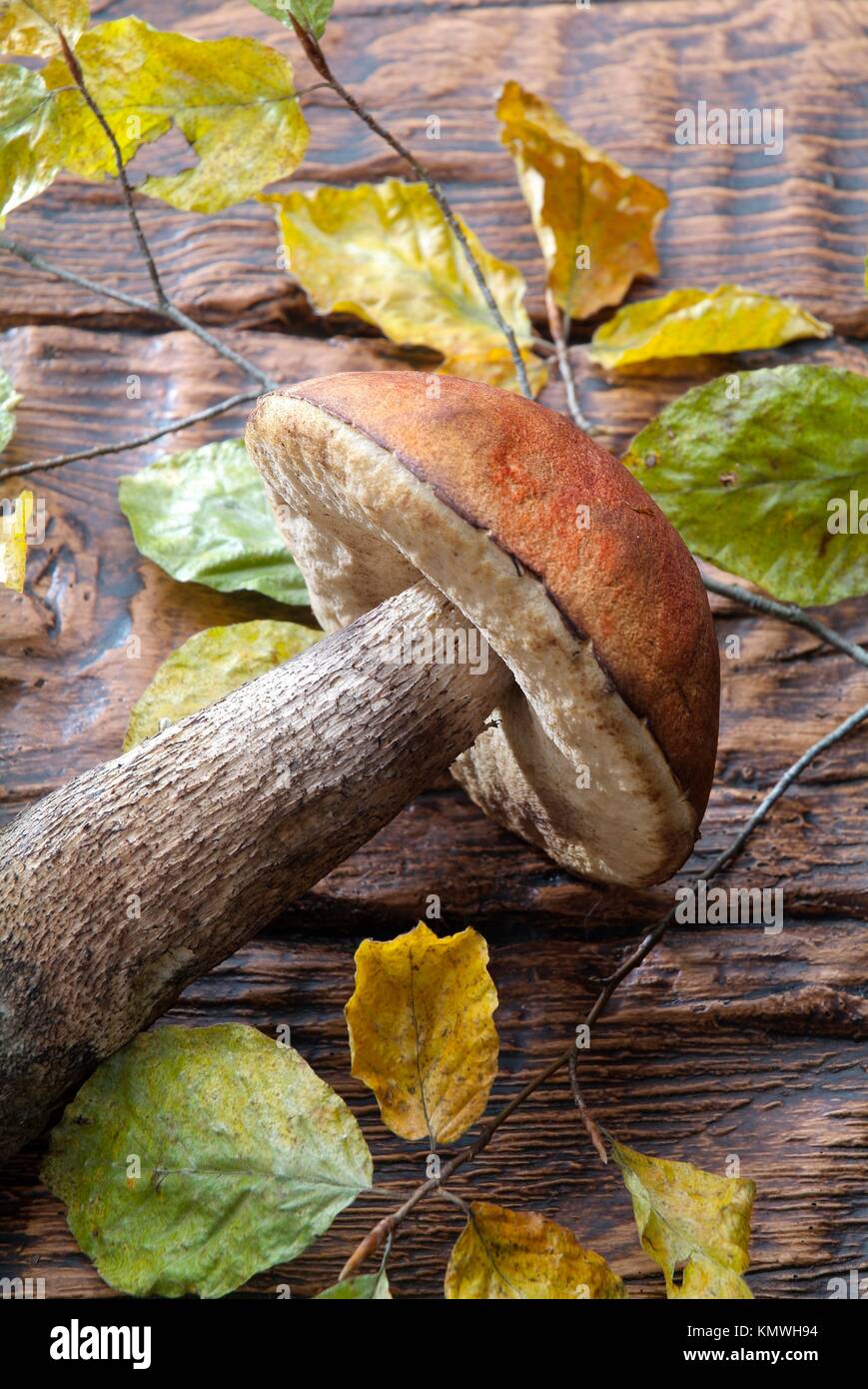 fungus on old chestnut wood Stock Photo