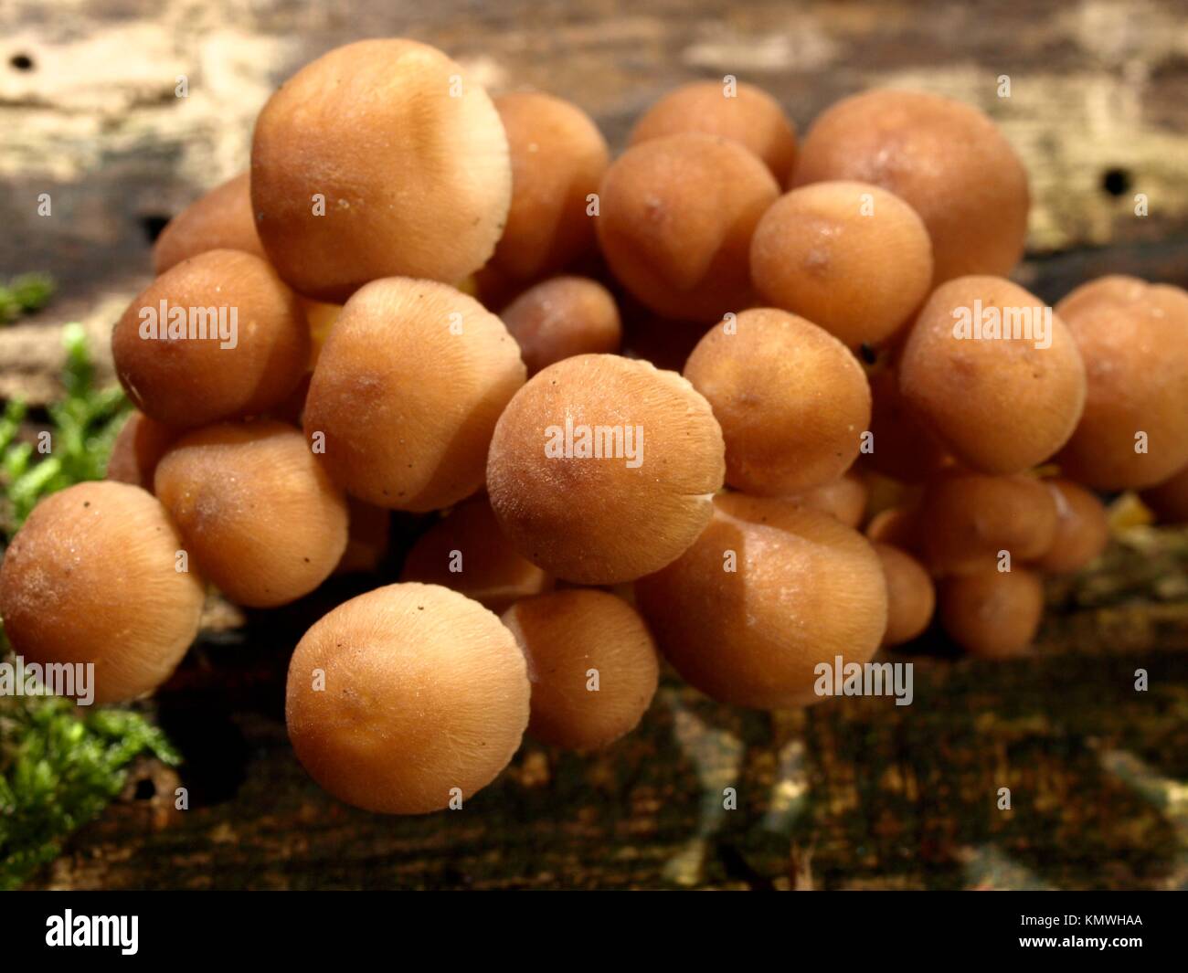coprinus micaceus mushroom in autumn in la rioja spain Stock Photo