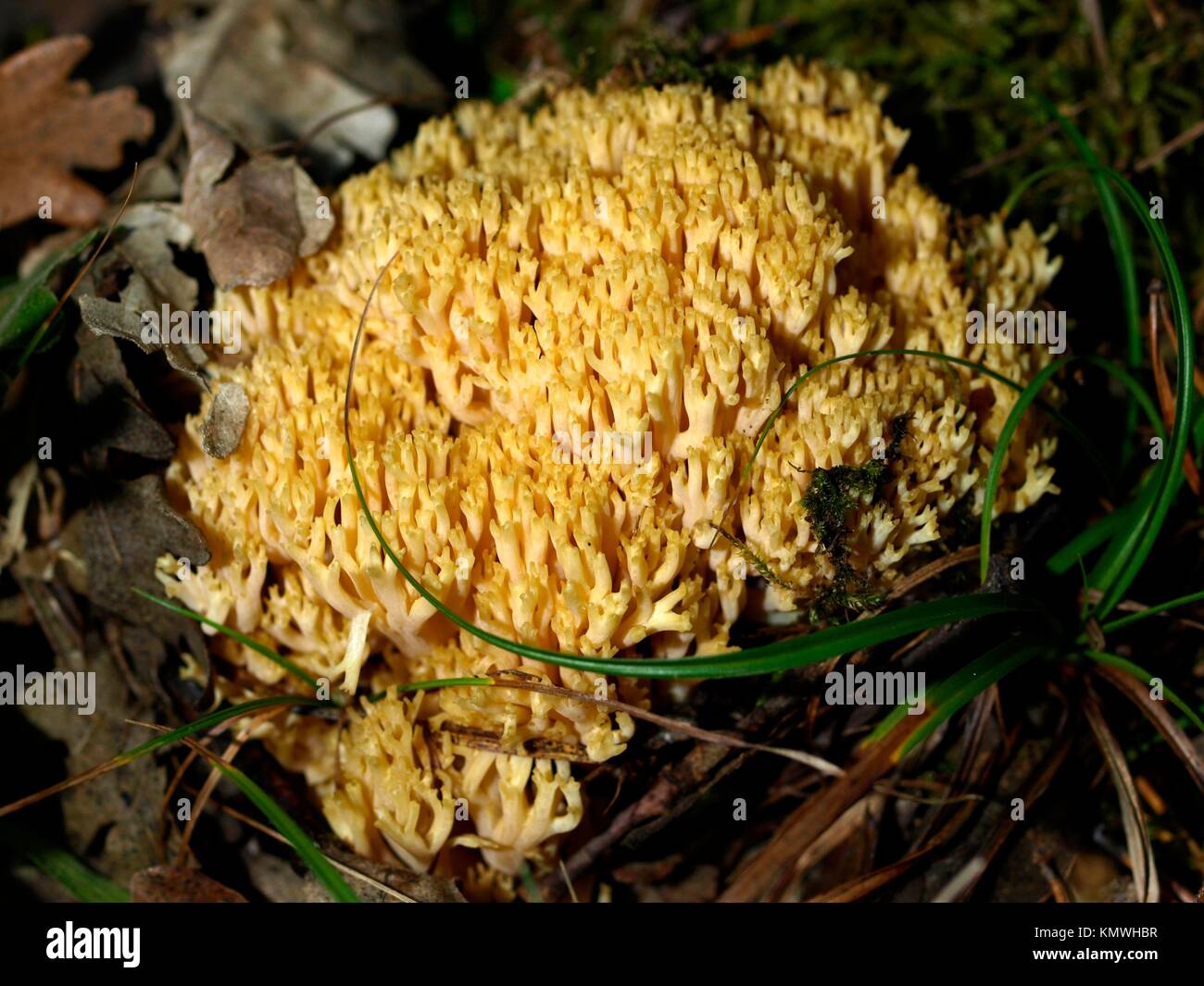 ramaria apiculata mushroom in autumn in la rioja spain Stock Photo Alamy