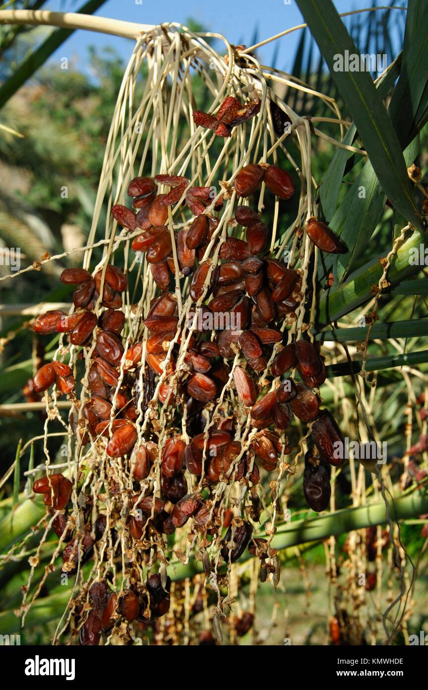 Infructescence of the date palm tree with ripe dates, Sultanate of Oman