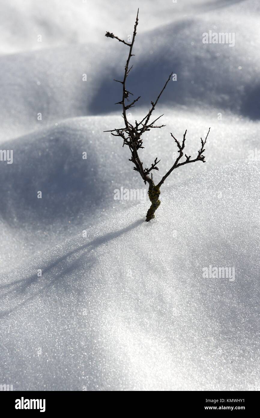 dried branch lonely tree metaphor snow winter dunes desert Stock Photo