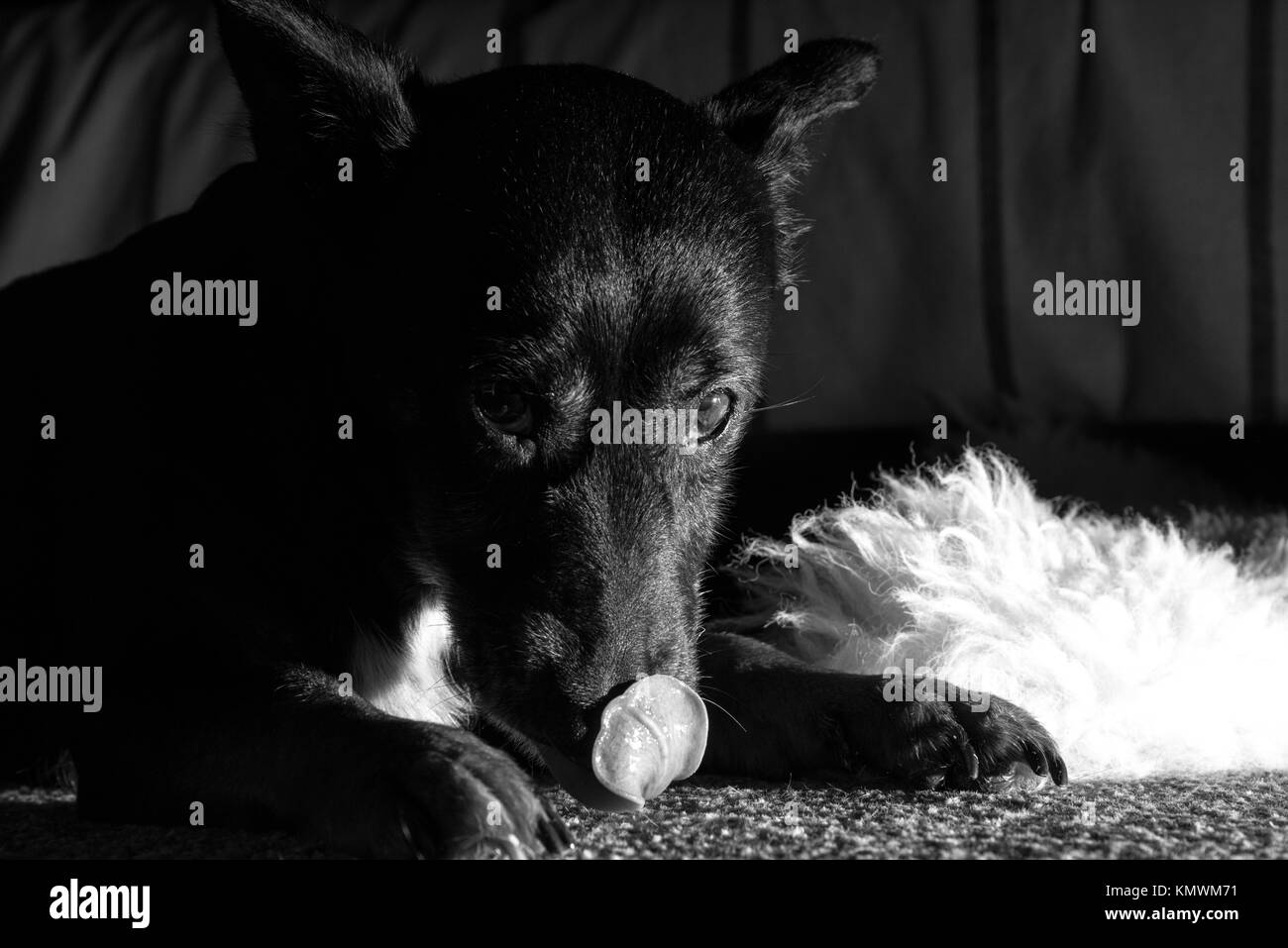 Cute black dog Stock Photo - Alamy