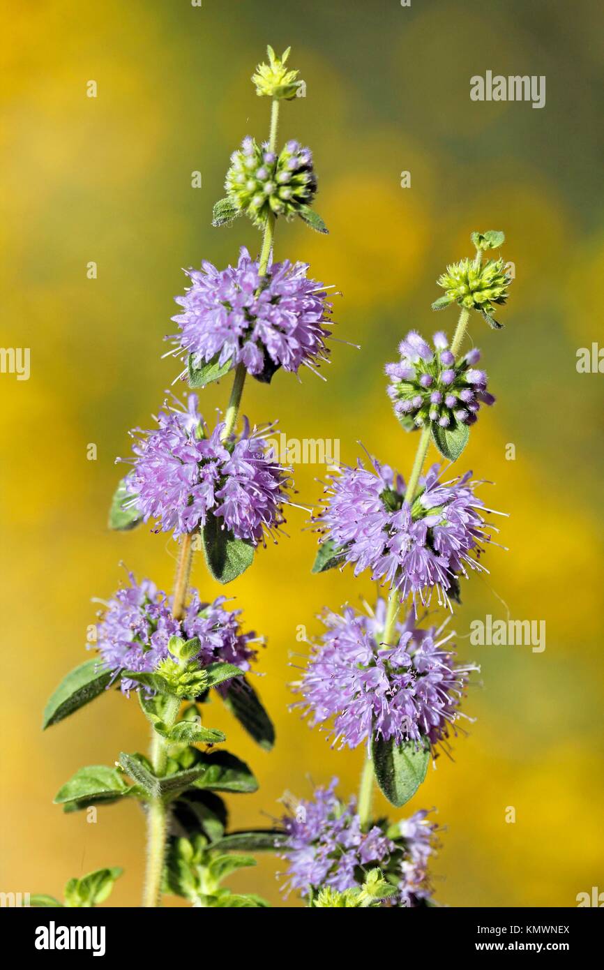Mentha pulegium hires stock photography and images Alamy