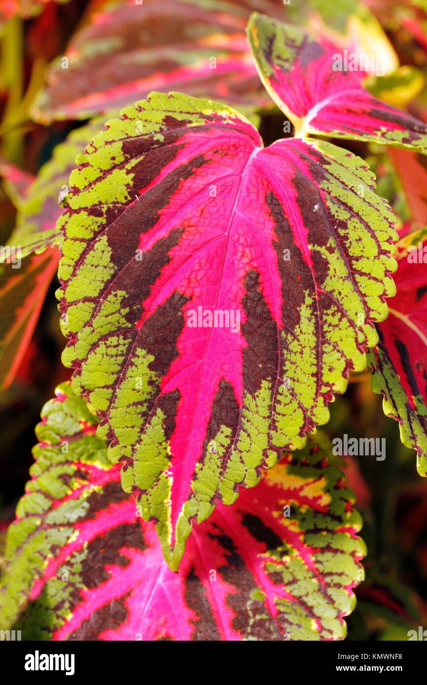 Coleus plants Stock Photo