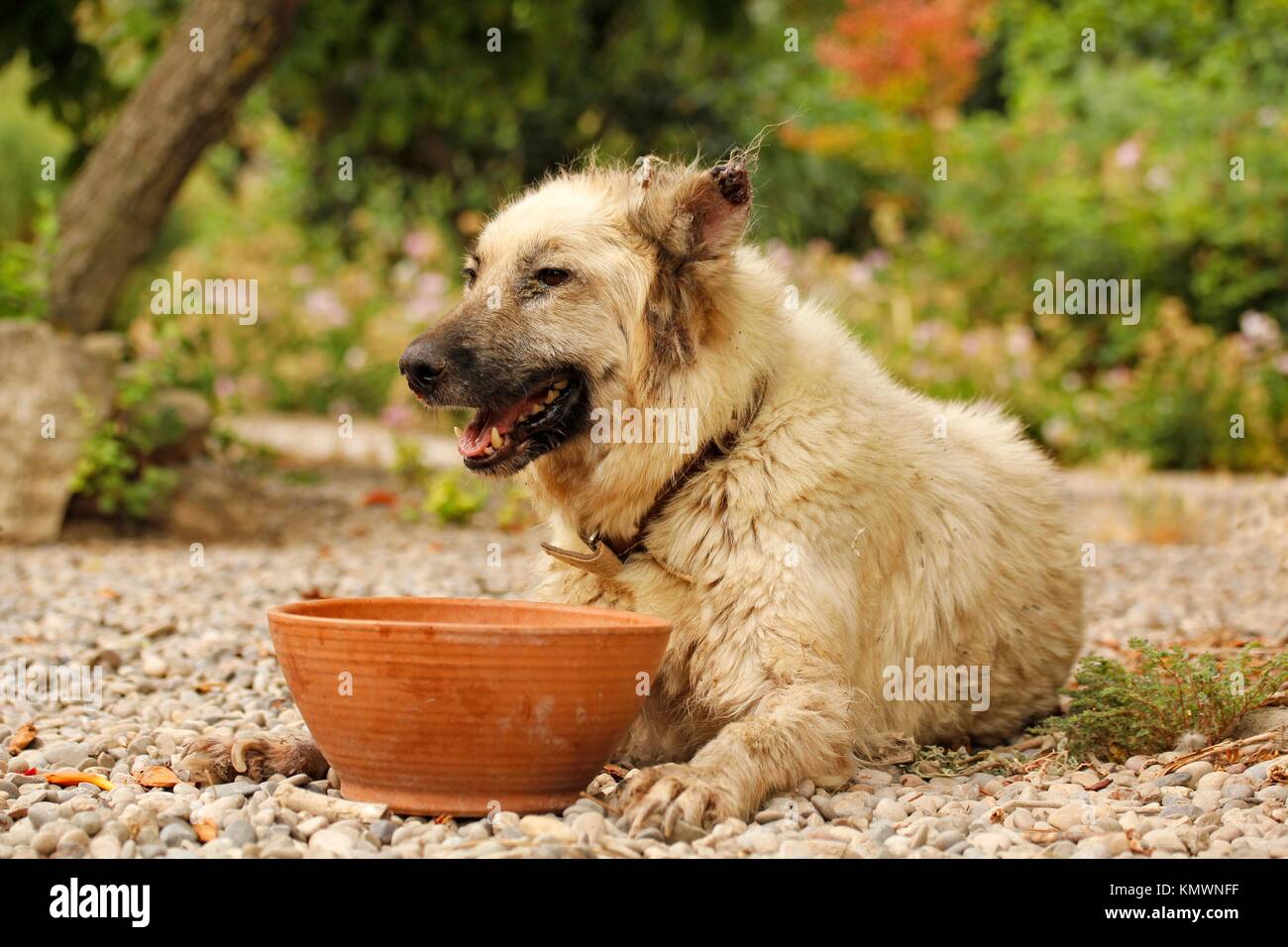 Dog infected by leishmaniosis Stock Photo