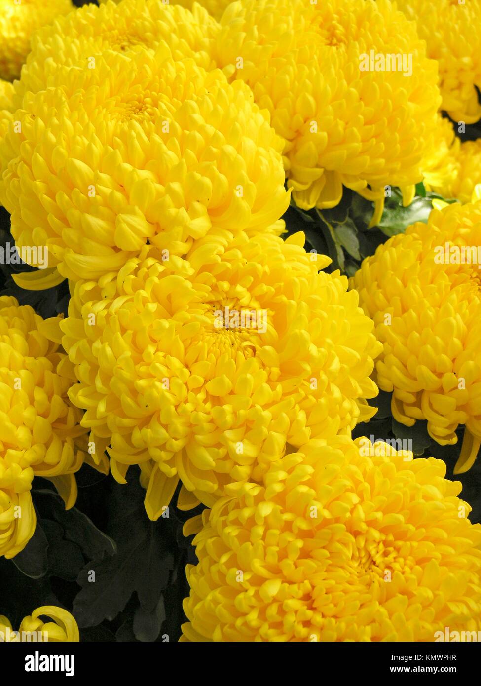 Yellow japanese chrysanthemum hires stock photography and images Alamy