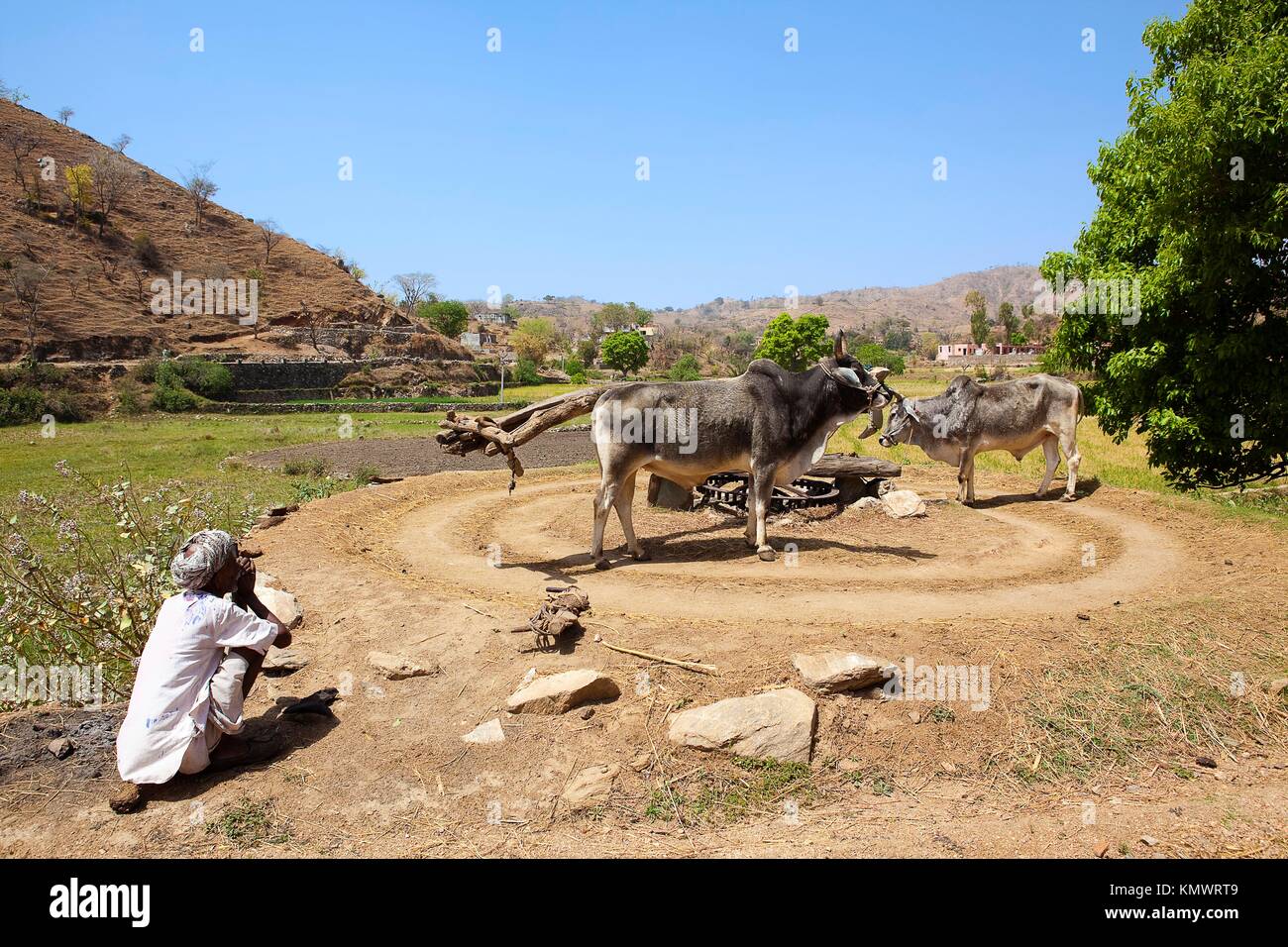 water supply in rajasthan state in indi Stock Photo Alamy