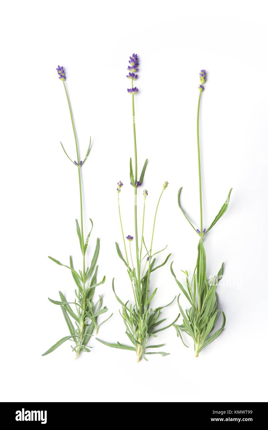 Flowering Lavandula Angustifolia, Lavender, On White Background Stock Photo