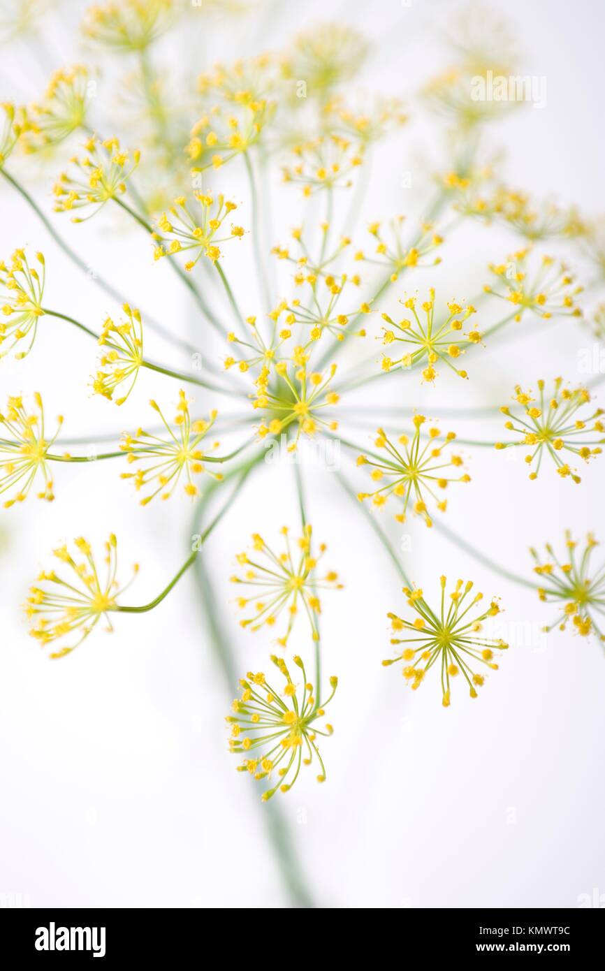 Flowering Dill, Anethum Graveolens, On White Background Stock Photo
