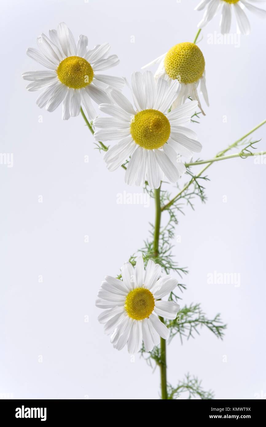 Camomile plant with flowers on white background Stock Photo - Alamy