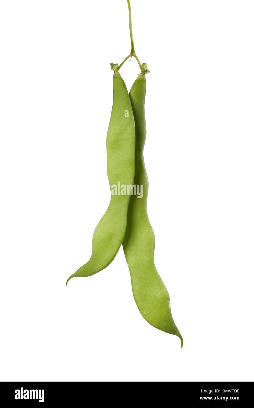 Green pole beans Stock Photo