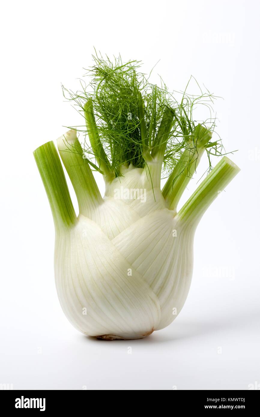 Fennel bulb, Foeniculum vulgare Stock Photo Alamy