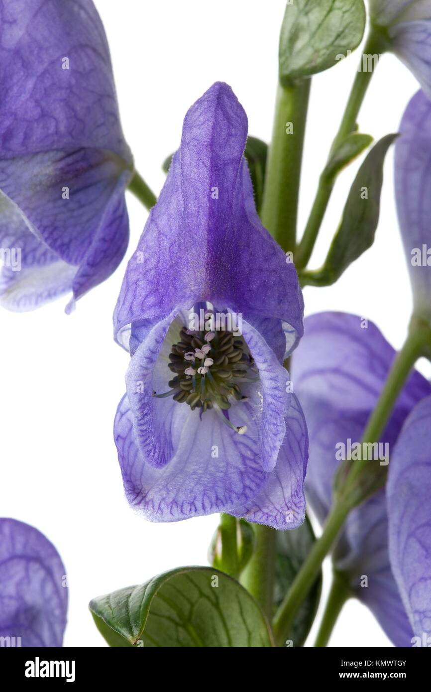 Aconitum napellus, Monkshood, poisonous plant Stock Photo - Alamy